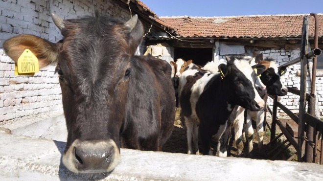 Животновъдни ферми без животни и други "хитрини" засече проверка на БАБХ