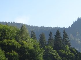 България в топ 20 на страните по света с най-добро презалесяване на гори