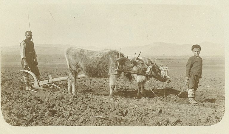 volski-vpryag-neizvestno-kade-nachaloto-na-XX-vek