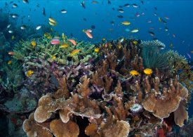 Световният океан е заплашен от човешката дейност, показва екодоклад