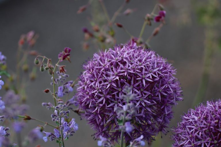 цветя, биоразнообразие