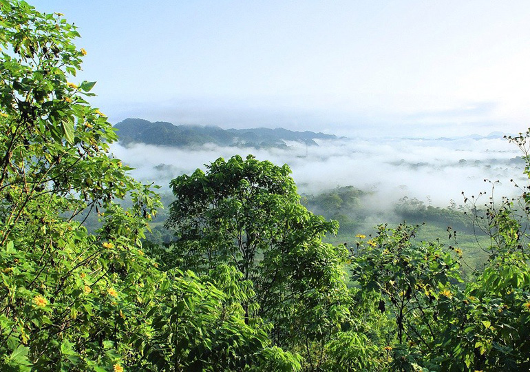 Обезлесяването на Амазония нараства със застрашителни темпове
