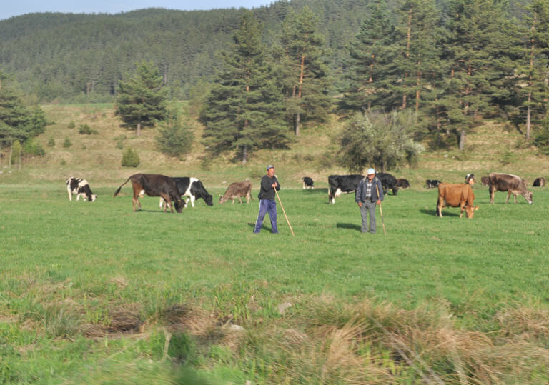 книга събев