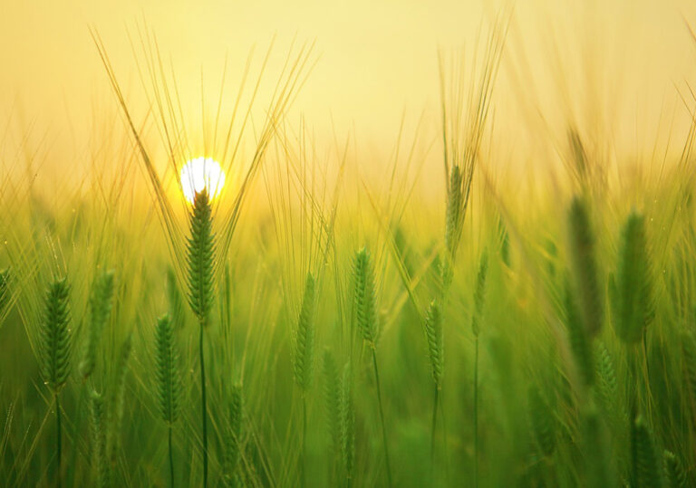 жито слънце природа