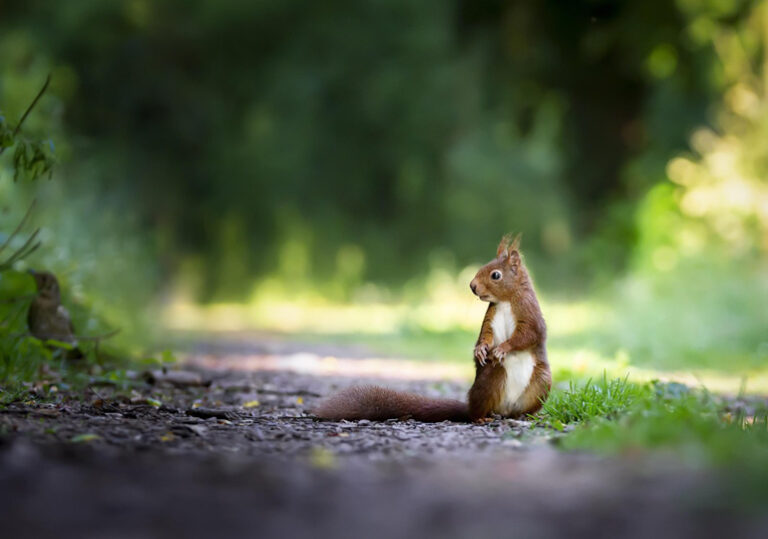 природа животни катерица гора