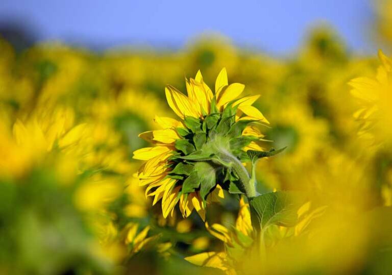 слънчоглед