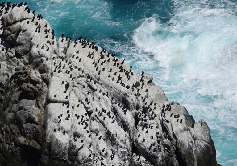 океан пингвини